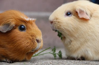 Ein braunes und ein weißes Meerschweinchen