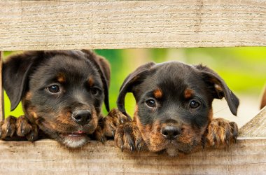 Zwei Rottweiler-Welpen schauen durch den Zaun