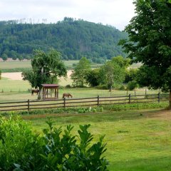 Pferde auf Sommerweide in Gewissenruh