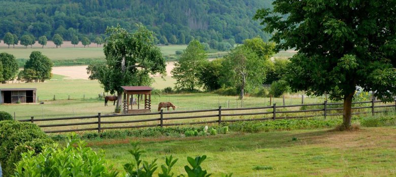 Pferde auf Sommerweide in Gewissenruh